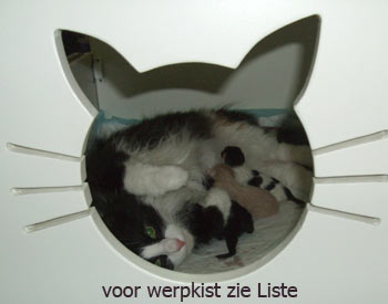 het nestje door de kop van het poesje van de werpkist