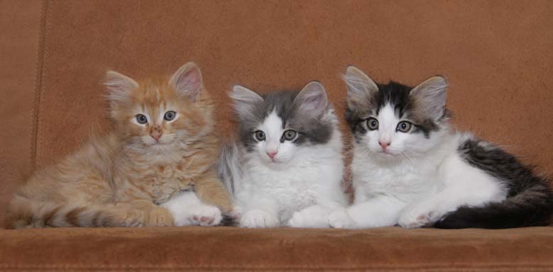 Chico, Charu en Charley dag 61