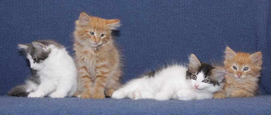 Chico, Charu, Chilly en Charley dag 61