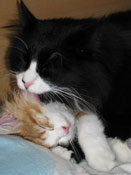 Aydan - Chinook en zijn nieuwe maatje Diesel