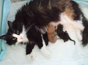 Like met haar kittens