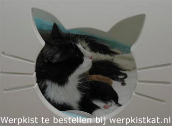 het nestje door de kop van het poesje van de werpkist