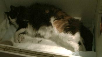 Like in haar werpkist met persweeën