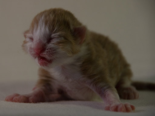 De kleine red tabby op dag 2