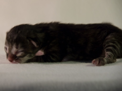 De kleine black-tabby op dag 2