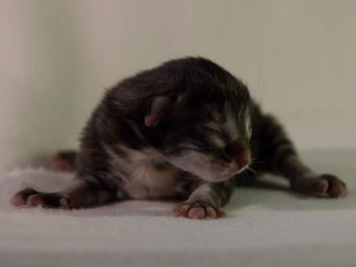 Een van de eerste foto's gemaakt van Aimi