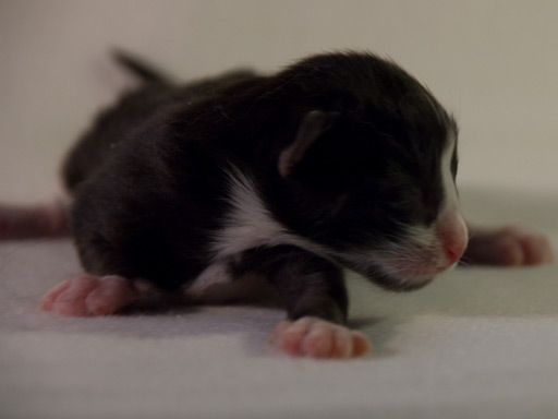 De kleine black-white kat op dag 2