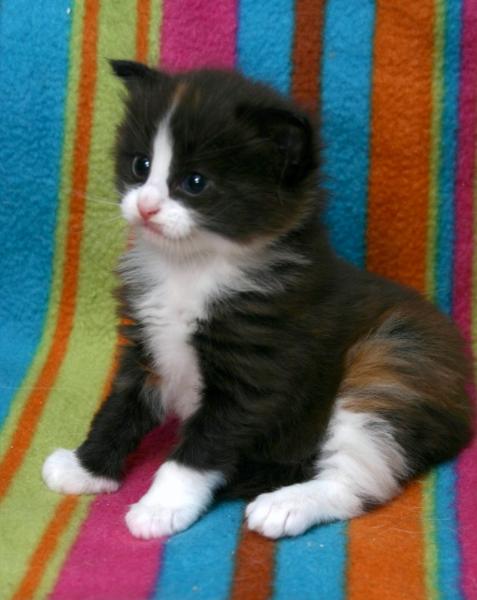 De allereerste foto die we van Like zagen. Het riep meteen een aah op! Meteen verliefd!